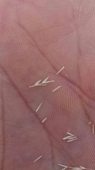 Sporobolus compositus