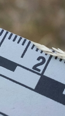 Sporobolus compositus