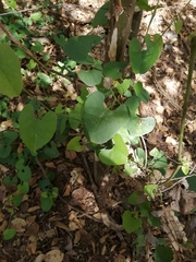 Aristolochia taliscana
