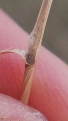 Sporobolus compositus