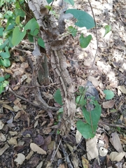 Aristolochia taliscana