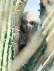 Plecturocebus pallescens