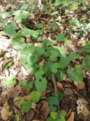 Aristolochia taliscana