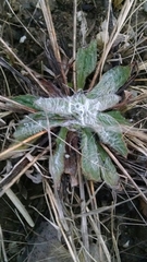 Plantago floccosa