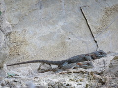 Sceloporus torquatus binocularis