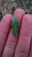 Plantago floccosa