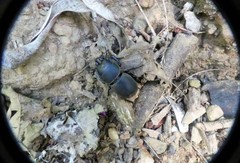 Apterodorcus bacchus