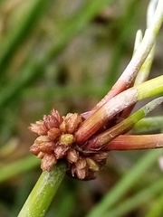 Isolepis prolifera
