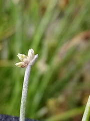Isolepis prolifera