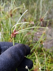 Isolepis prolifera
