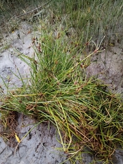 Isolepis prolifera