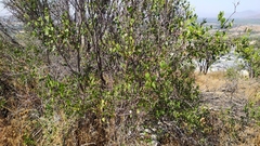 Colliguaja odorifera