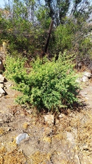 Vachellia caven