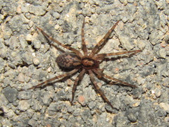 Liocranum