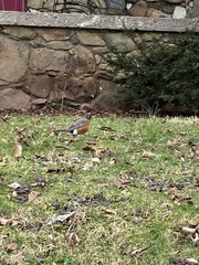 Turdus migratorius
