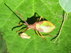 Gonocerus