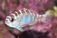 Chalk Bass photo 3