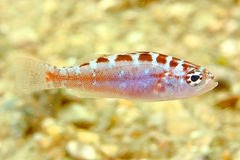 Chalk Bass photo 4
