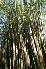 Dendrocalamus giganteus