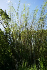 Dendrocalamus giganteus