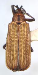 Chalepus placidus