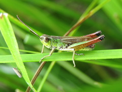 Pseudochorthippus parallelus erythropus