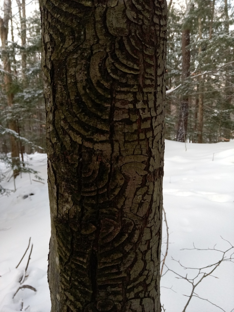 Buchenrindennekrose an einer Pflanze