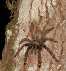 Psalmopoeus