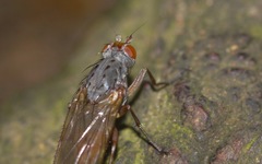 Gymnomus