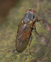 Gymnomus