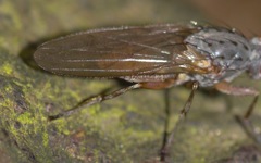 Gymnomus