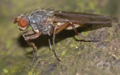 Gymnomus