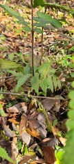 Deparia petersenii