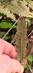 Deparia petersenii