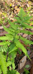 Deparia petersenii