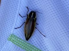 Epistomentis pictus