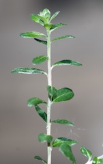 Salix variegata