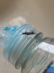 Callimoxys fuscipennis