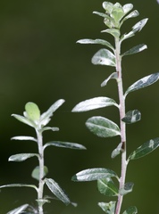 Salix variegata