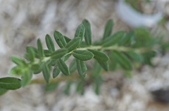 Salix variegata