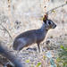 Conejo de Los Palos - Photo (c) pfaucher, algunos derechos reservados (CC BY-NC), uploaded by pfaucher
