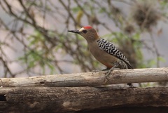 Melanerpes rubricapillus