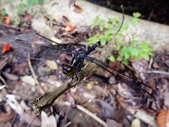 Agrionoptera sexlineata