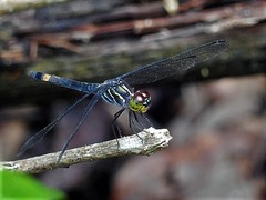 Agrionoptera sexlineata