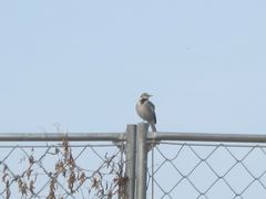 Motacilla alba lugens
