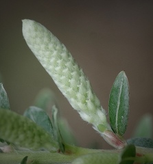 Salix variegata