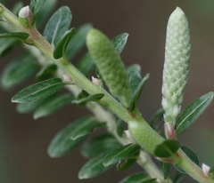 Salix variegata