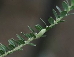 Salix variegata
