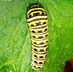 Papilio polyxenes americus