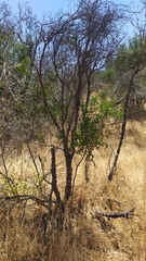 Colliguaja odorifera